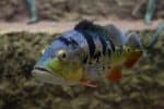Peacock bass