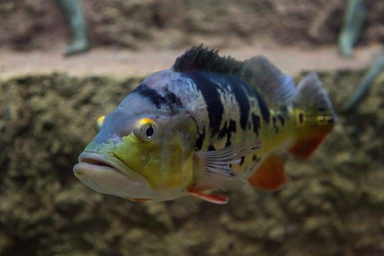 Peacock Bass