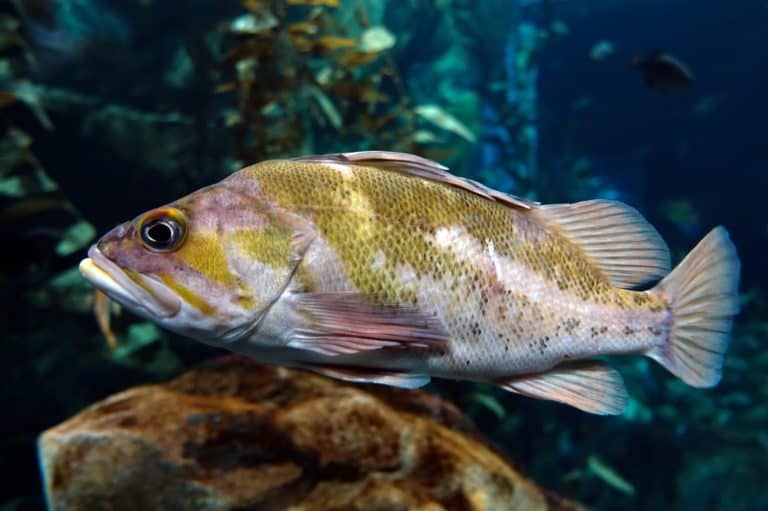 Largemouth bass (Micropterus salmoides) -fish living in flowing fresh water