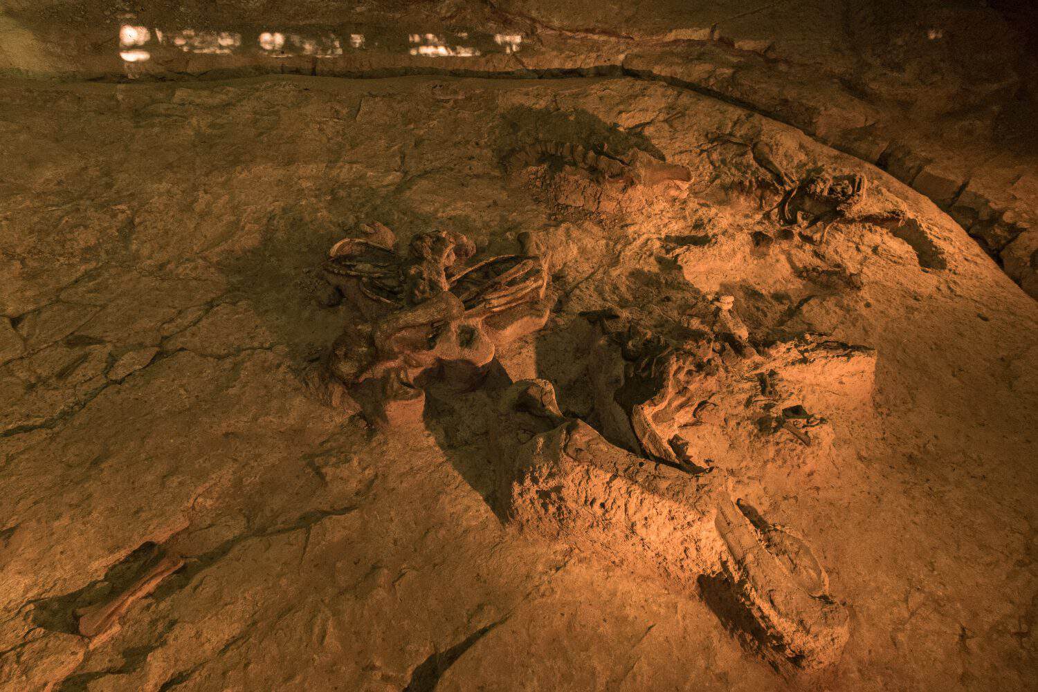 Fossilised Sauropoda dinosaurs live in Phuwiangosaurus Sirinithorn Museum ,Kalasin Thailand.