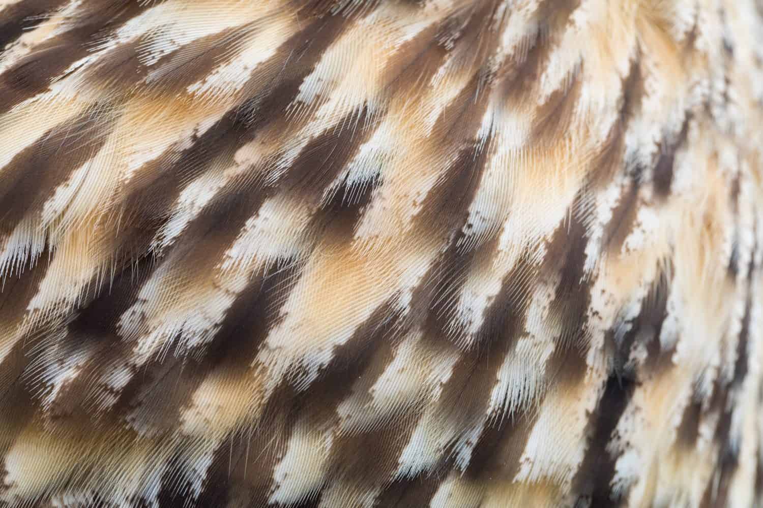The texture of owl feather 