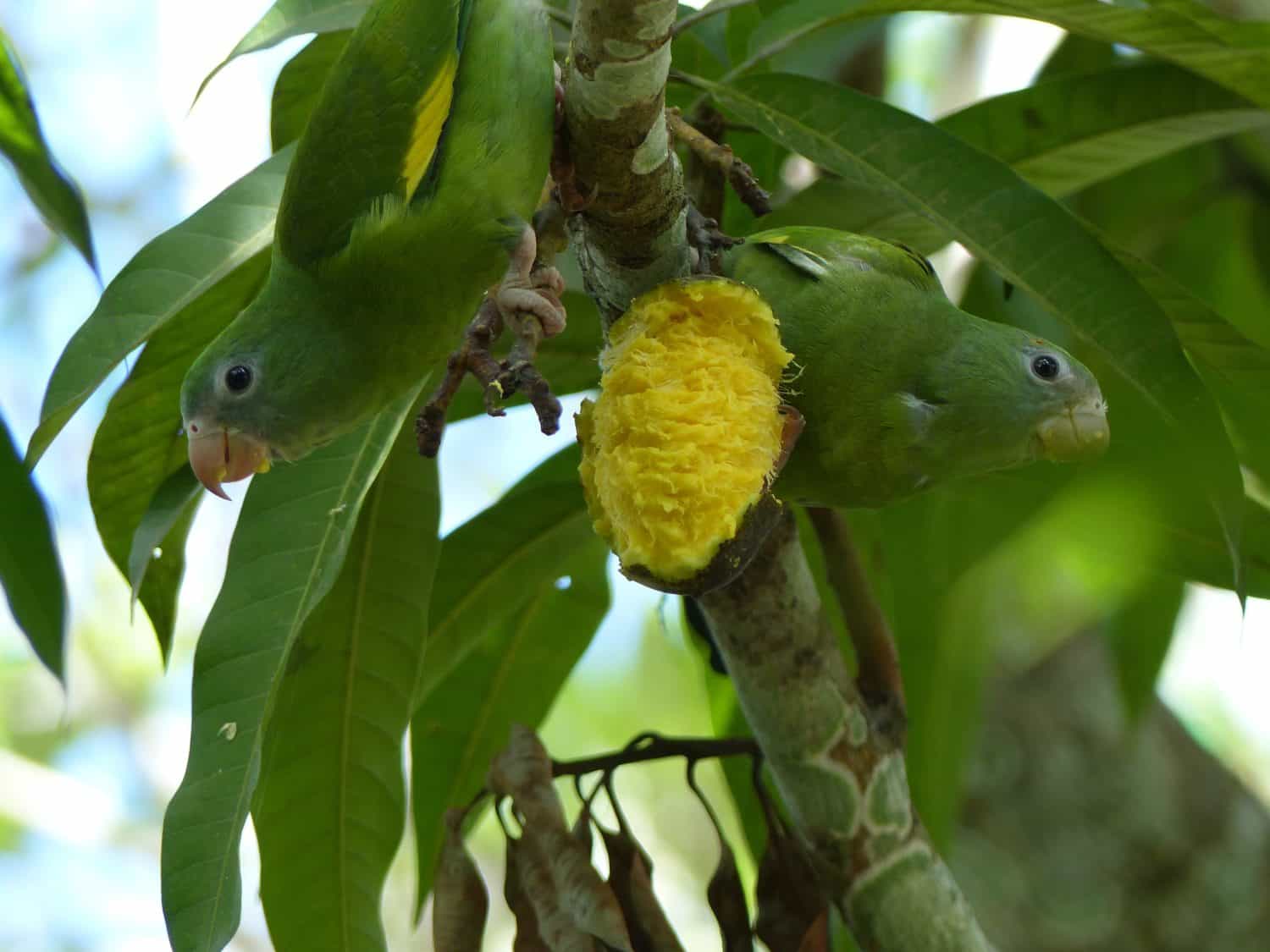 Green-rumped Parrotlet, Forpus passerinus, Psittacidae family eat mango. Amazon rainforest, Brazil