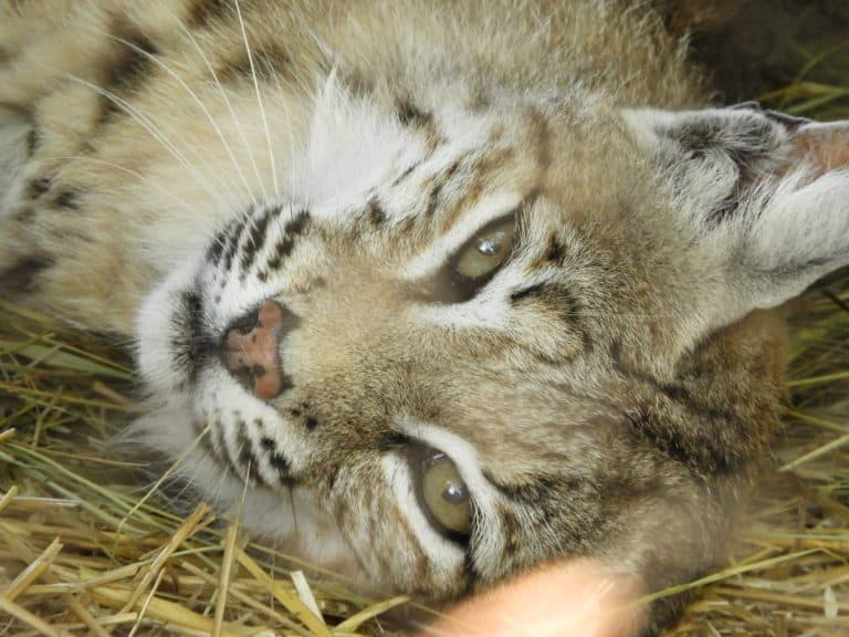 bobcat rolling around
