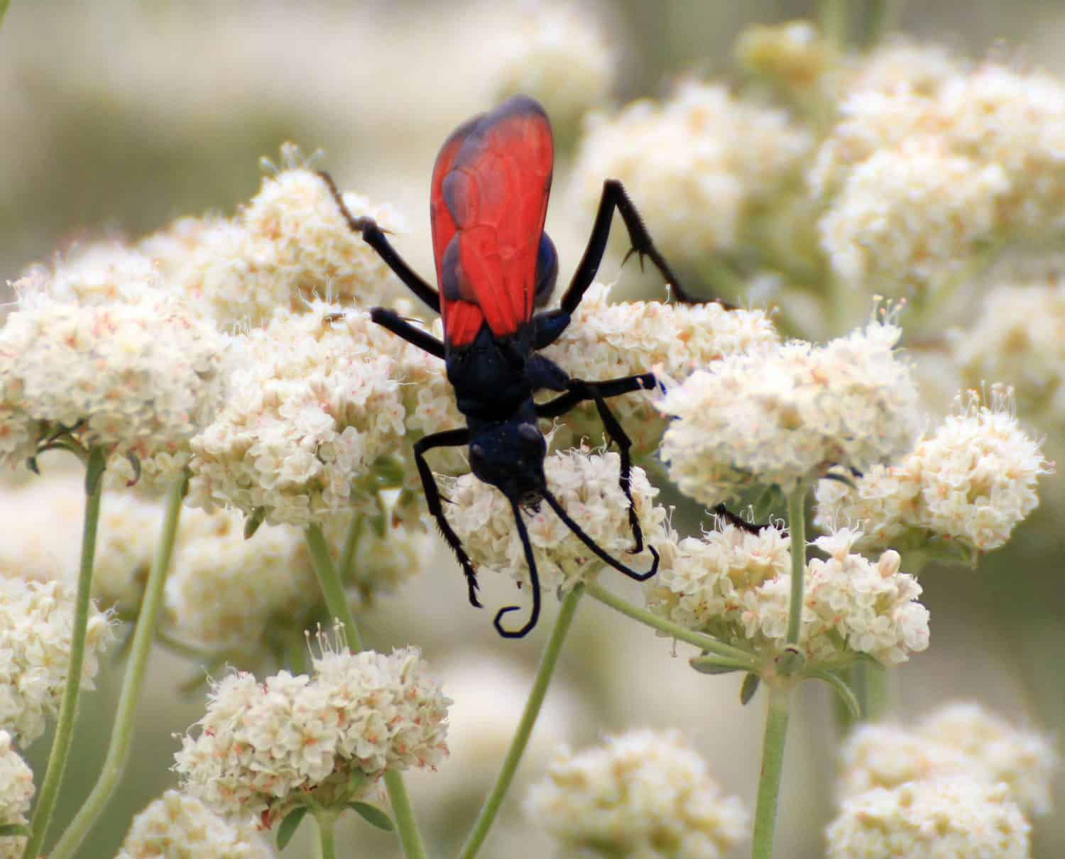 Tarantula Wasp