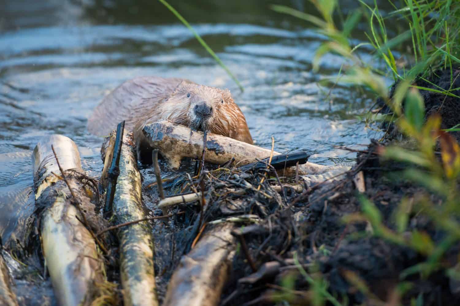 Beaver