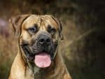 Boerboel