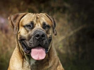 Boerboel - Head portrait