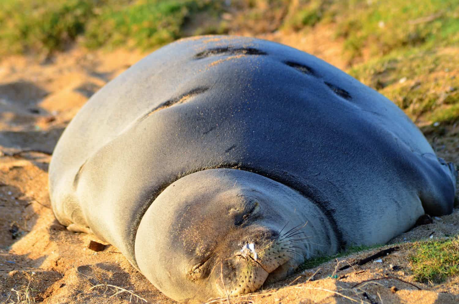 A Monk seal rests on a sandy beach in the Hawaiian islands during a hot summer day