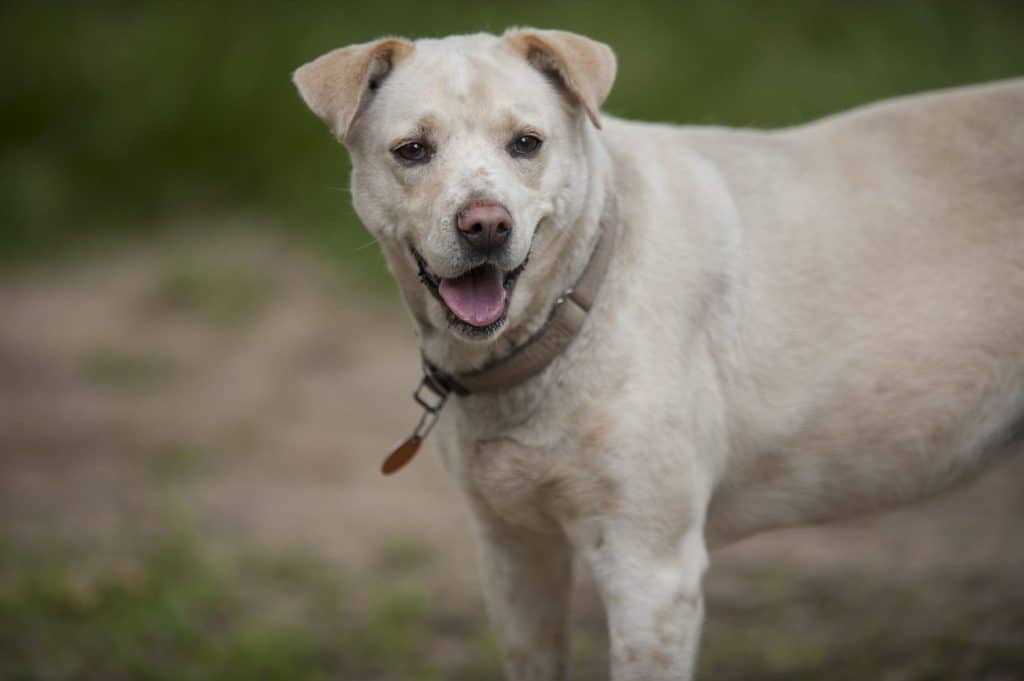 Dalmatian white lab mix looking towards the camera.