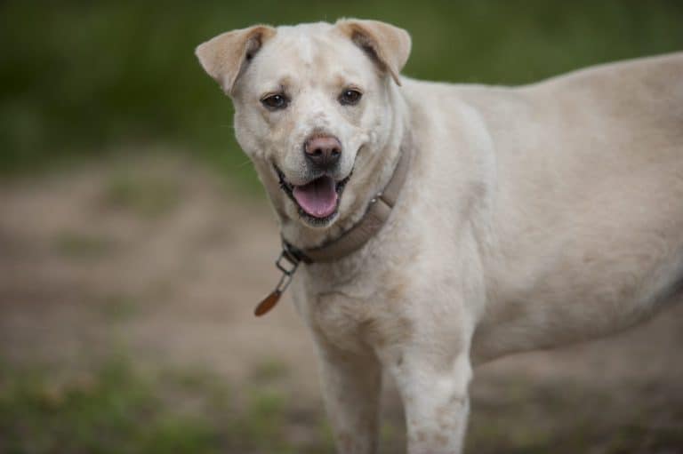 Dalmatian white lab mix looking towards the camera.