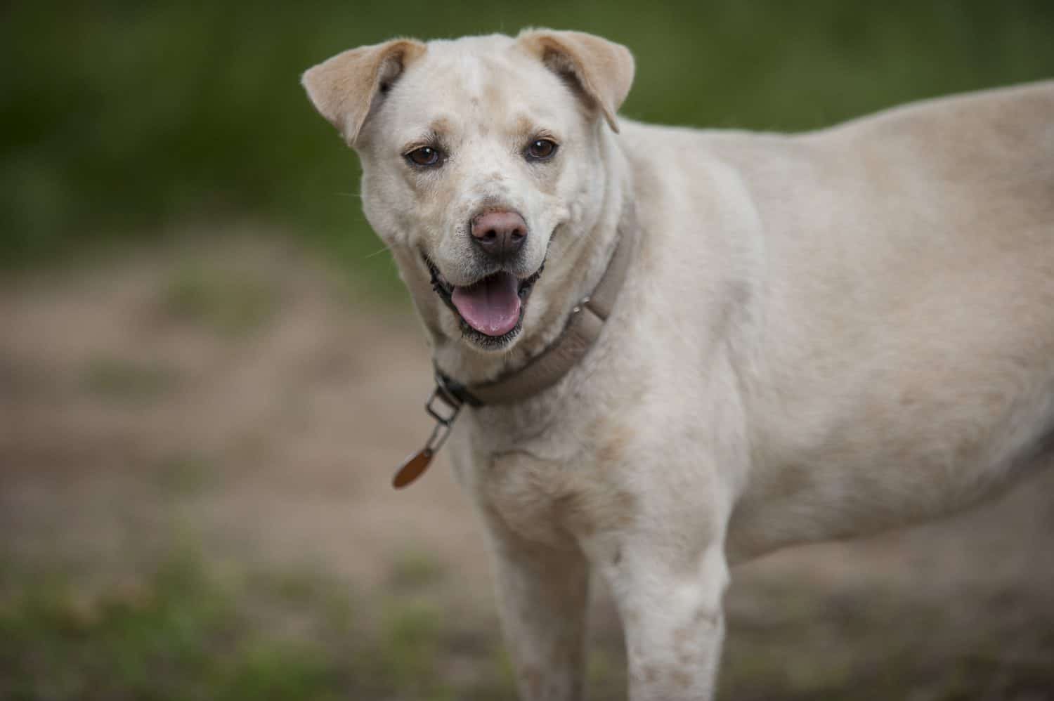 Dalmatian white lab mix looking towards the camera.
