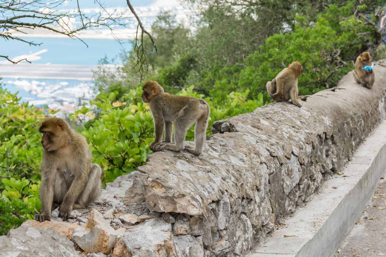 Gibraltar monkey on upper rock