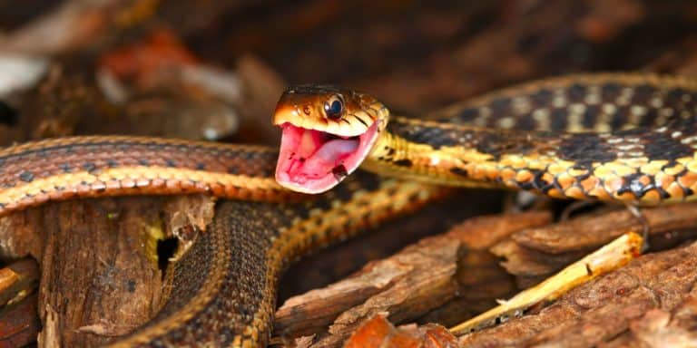Garter Snake (Thamnophis sirtalis) takes a defensive position