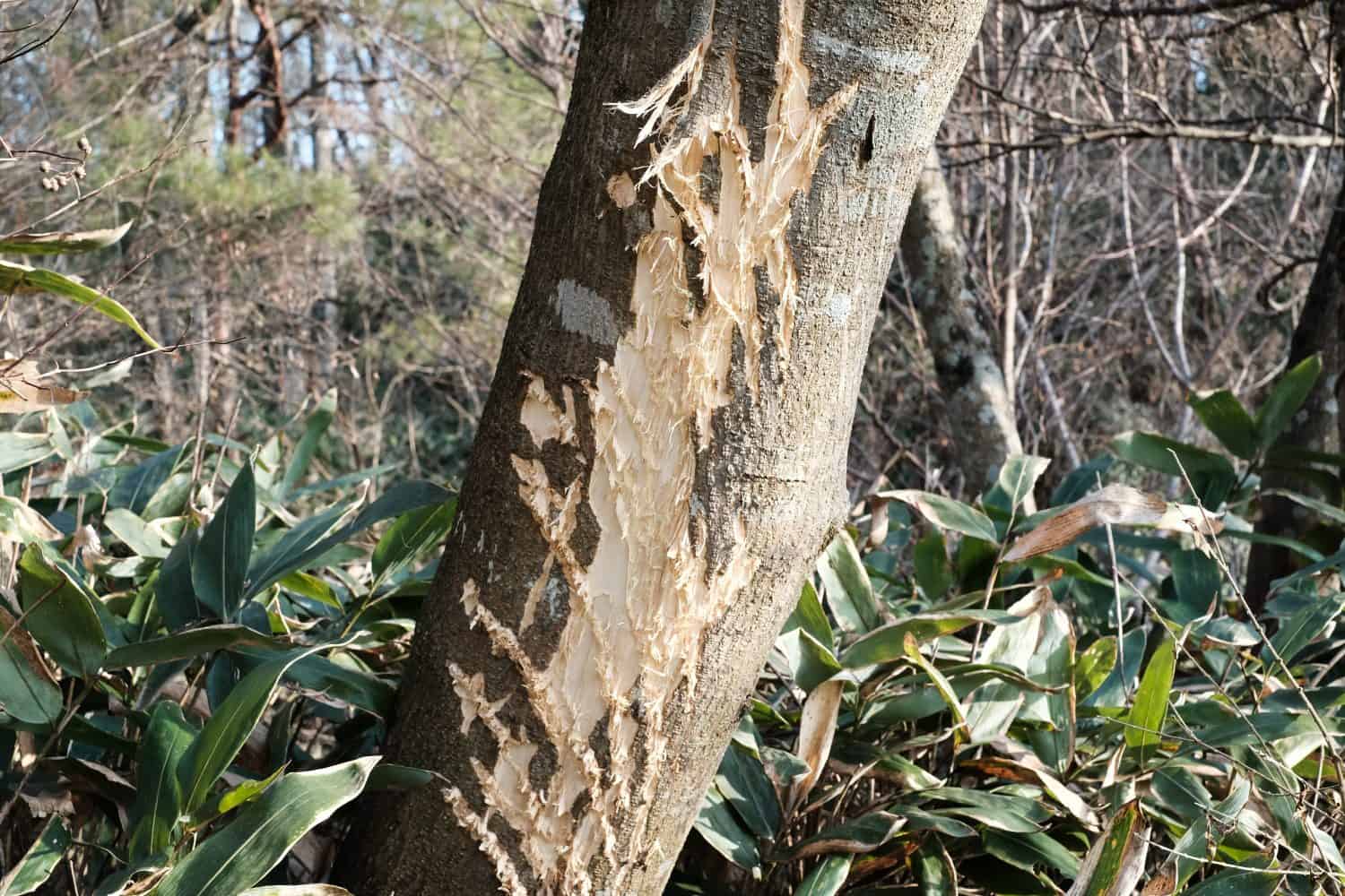The bear 's nail mark on the tree.