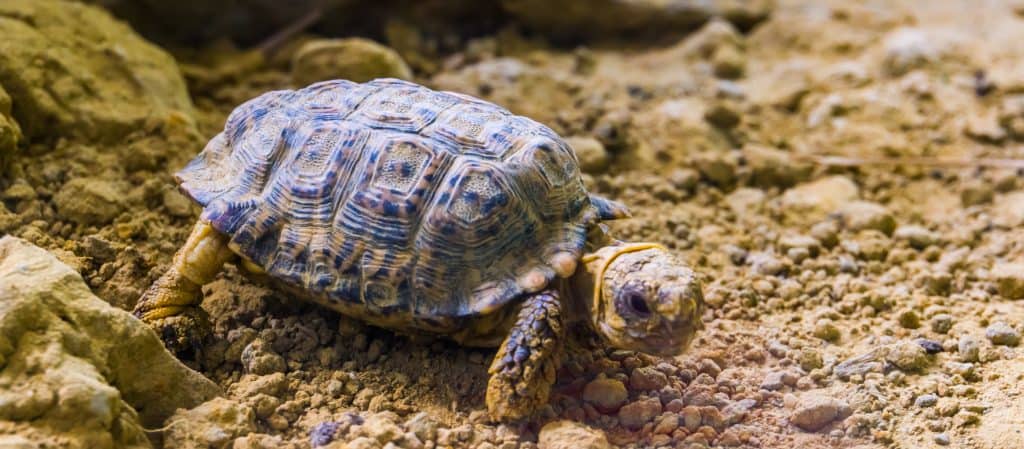 speckled tortoise in closeup, small turtle specie from africa, Endangered animal specie