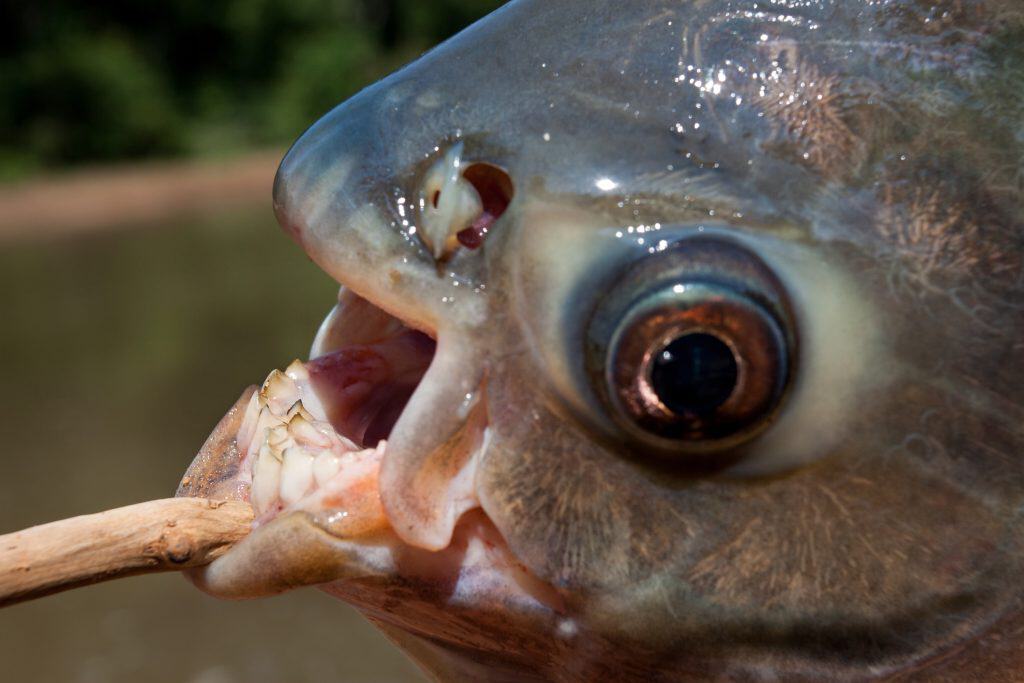 mouth with teeth of the Pacu fish