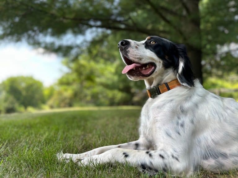 Setter Llewellyn standing, lying down, guarding and looking away from the front of the house with nature views of trees, greenery, sky and clouds