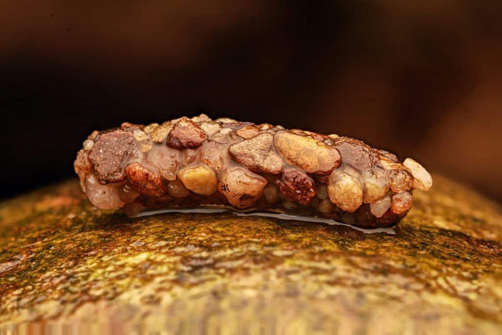 Caddisfly larva case made of pebbles &ndash; macro of Trichoptera larva in freshwater habitat