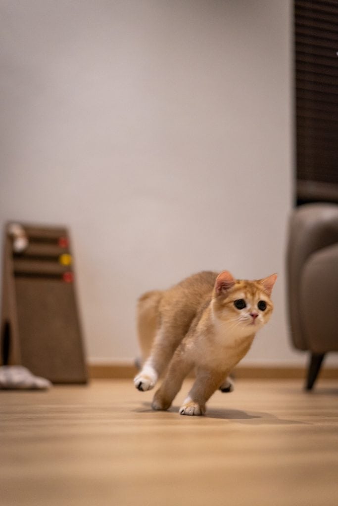 Orange kitten, British shorthair cat is running