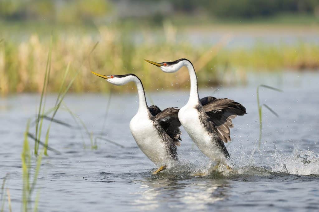 Western grebe, Aechmophorus occidentalis, rushing in Minnesota.