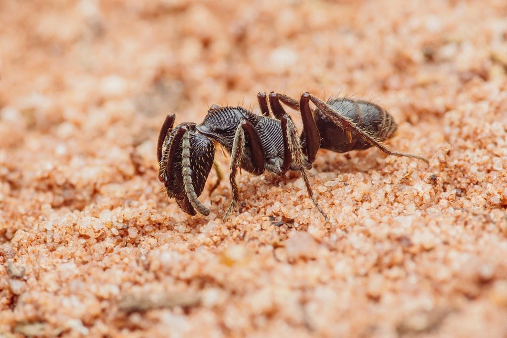 Large ponerine ant showcasing powerful mandibles and textured exoskeleton while foraging on sandy ground in natural habitat. Photography, no generative ai