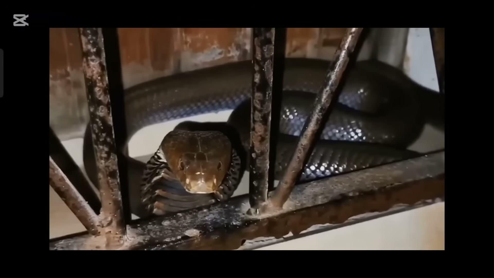 Dark snake face through cage bars - mysterious and dramatic