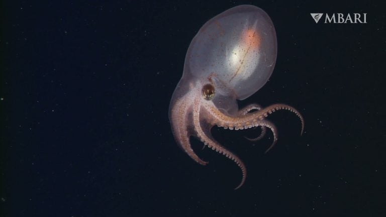 Sharp, well-lit octopus centered with excellent tentacle detail