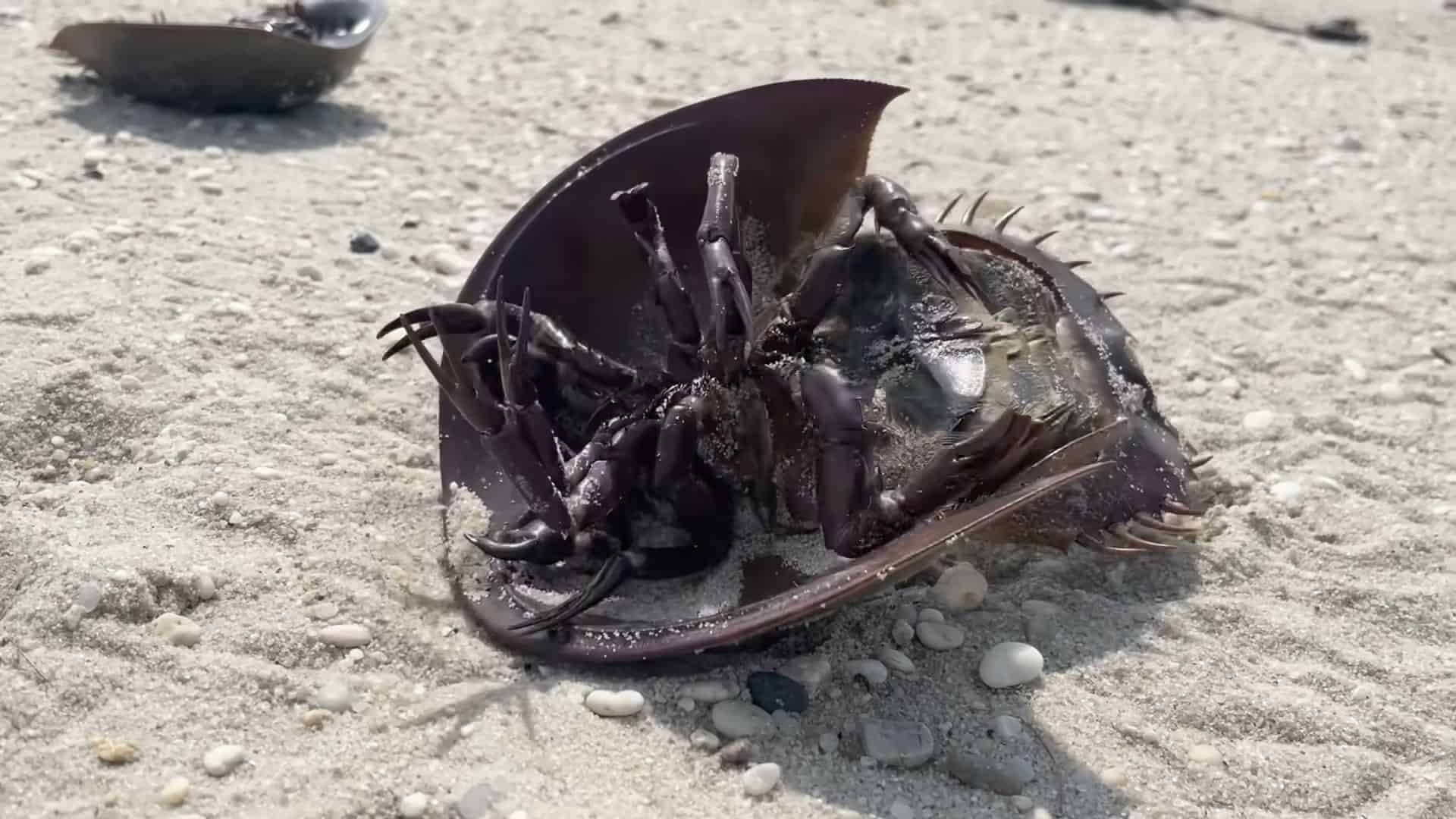 Dramatic upturned crab with writhing legs, strong visual impact