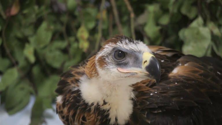 Sharp close-up of young eagle face, compelling eye contact