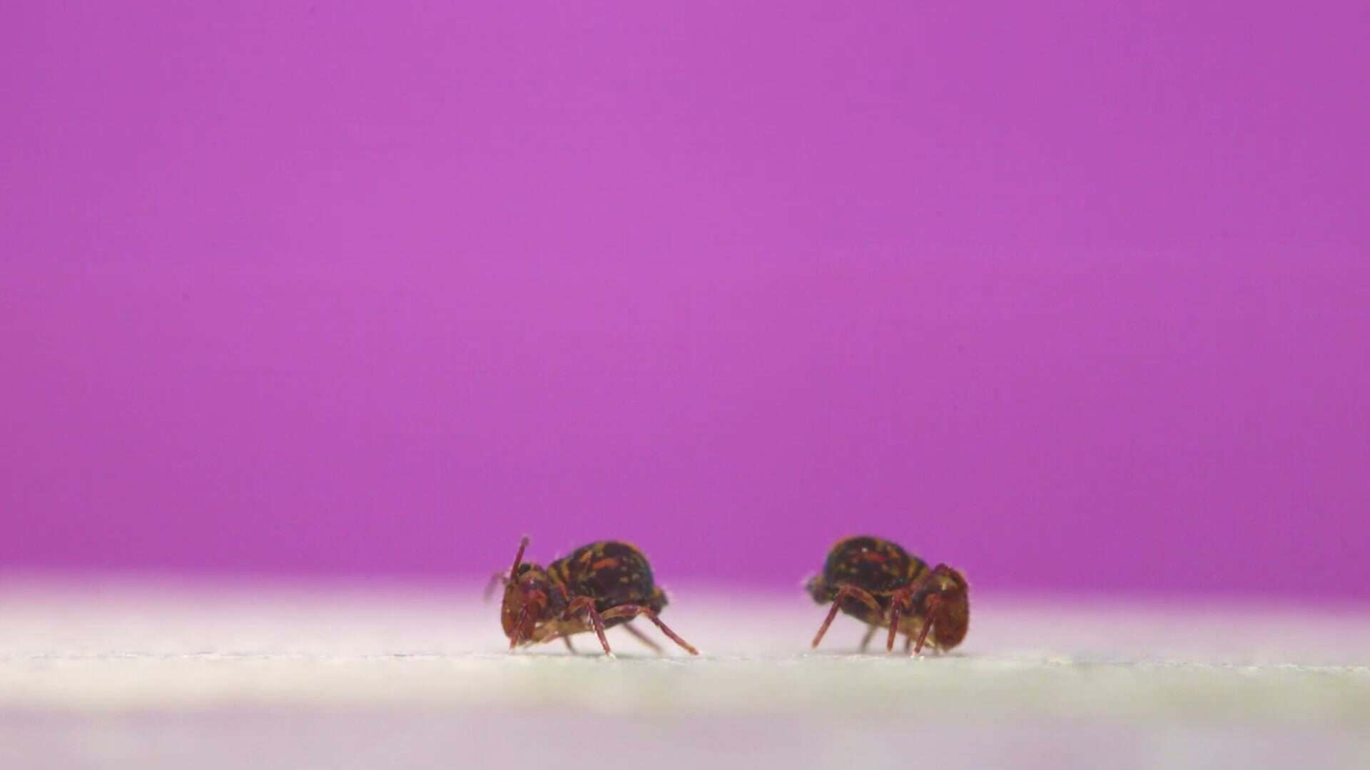 Two colorful insects facing off on vivid purple background