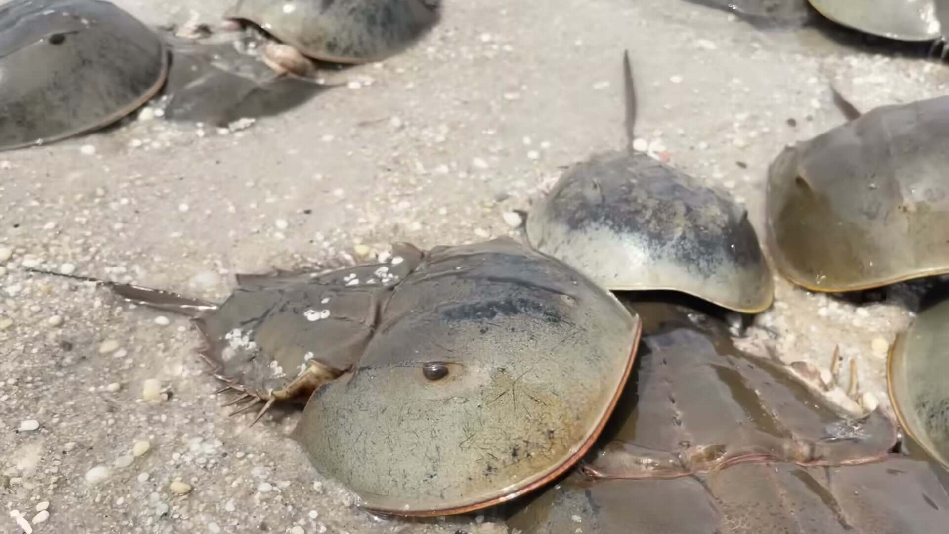 Nice grouping of crabs on wet sand, well composed