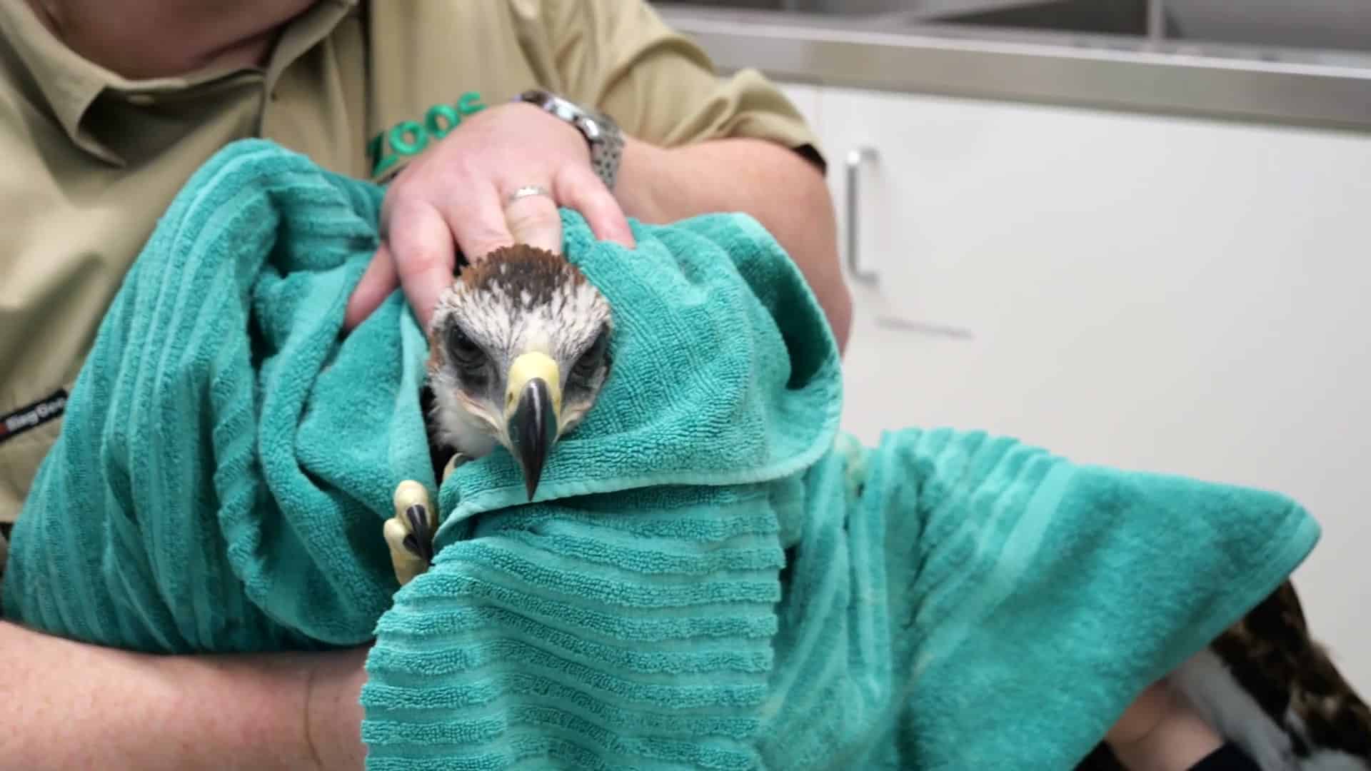 Eagle wrapped in towel, intense stare forward
