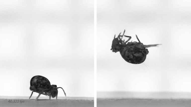 Insect launching into air — peak action, exceptional drama