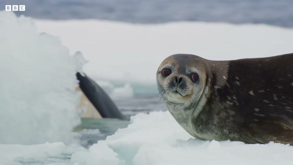 Seal facing camera with orca lurking behind ice &mdash; tension-filled scene