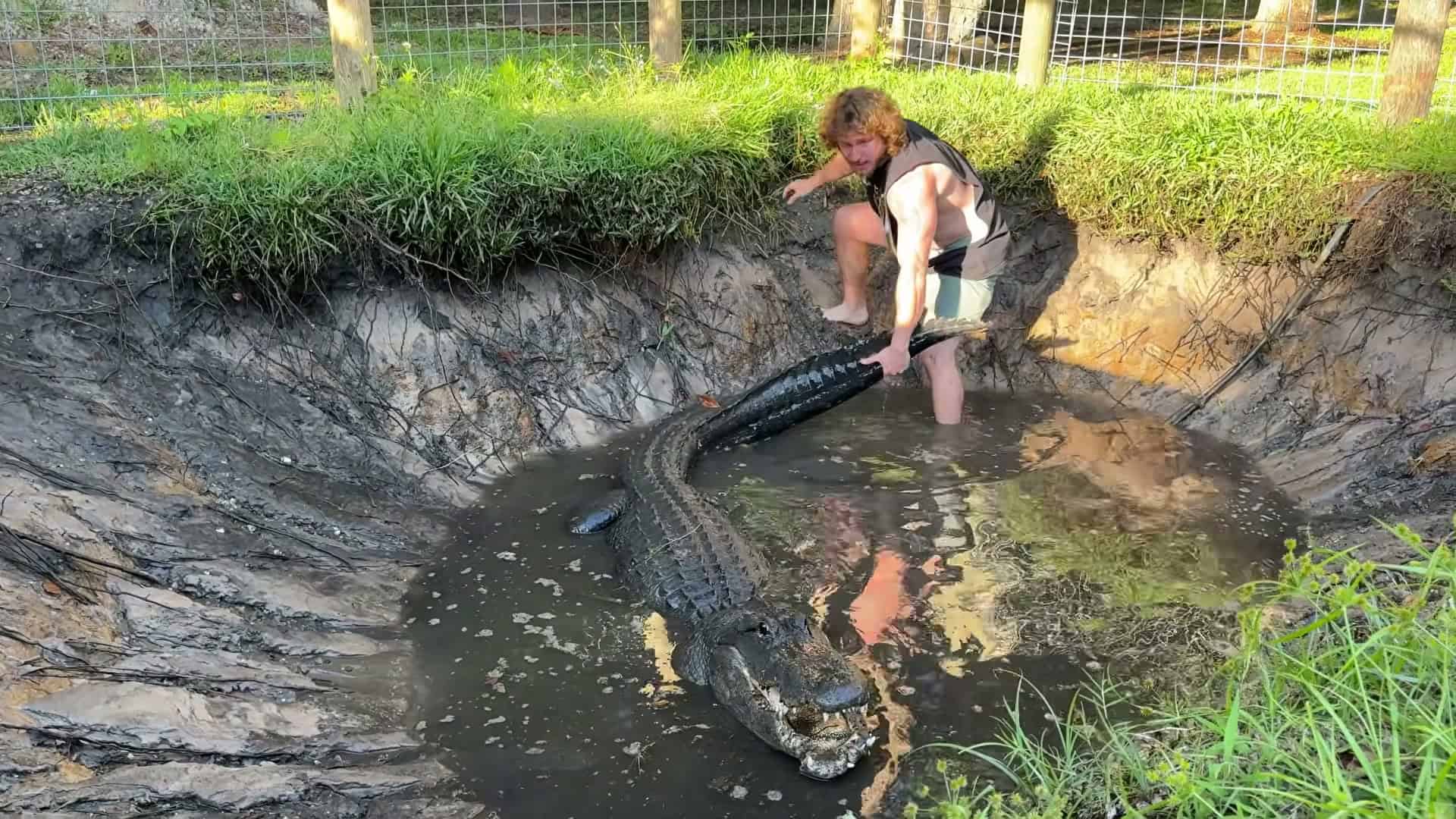Wide overhead shot with massive gator in muddy pit, strong scale
