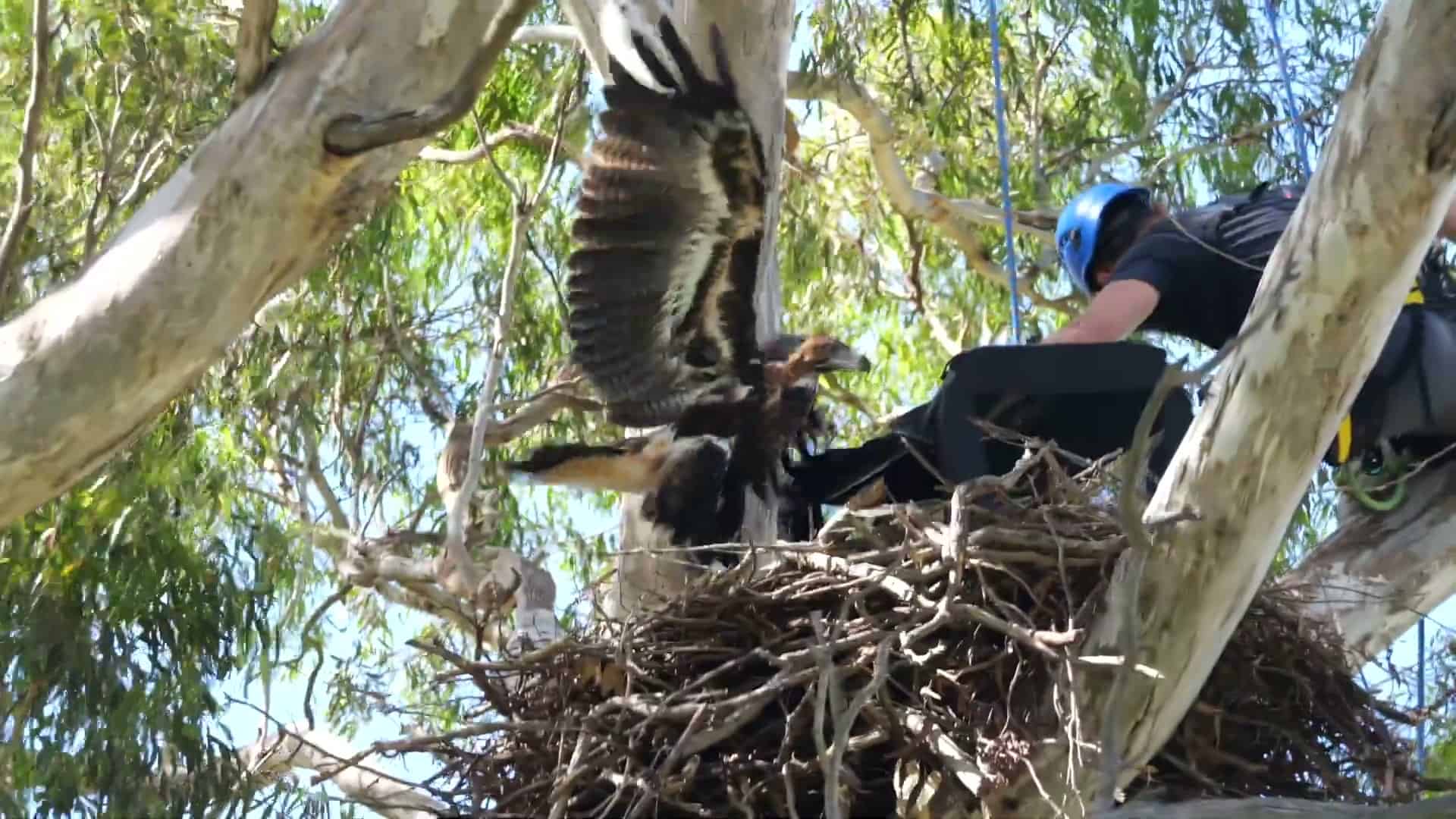 Eagle being placed back in nest, wings spread dramatically