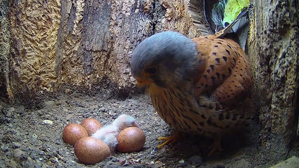 Male kestrel inspecting chick and eggs, strong story moment