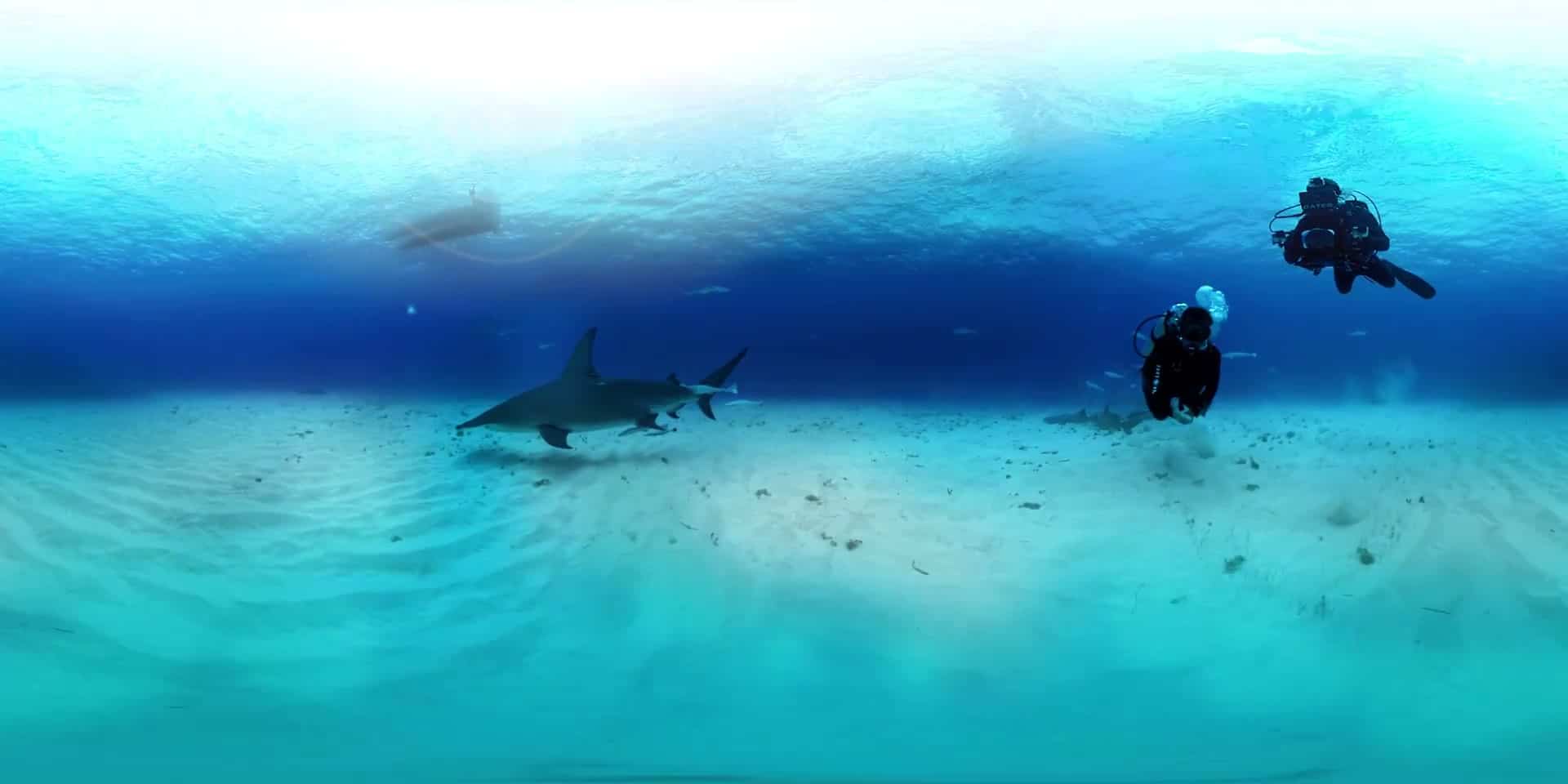 Hammerhead near seafloor with two divers, good depth and atmosphere