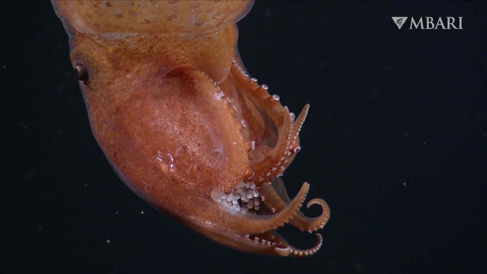 Rich orange octopus with visible egg cluster adds narrative interest