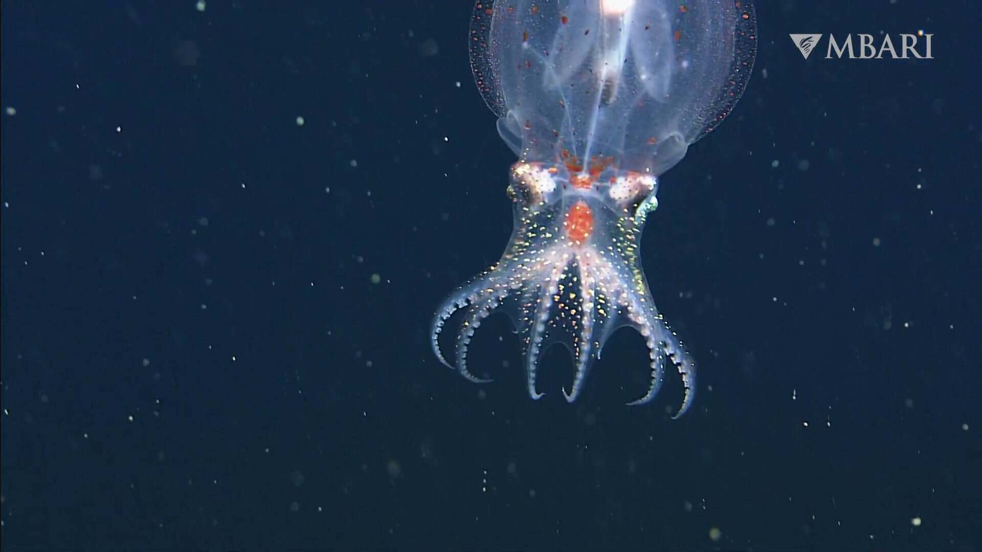 Ethereal transparent octopus glowing in the water &mdash; breathtaking