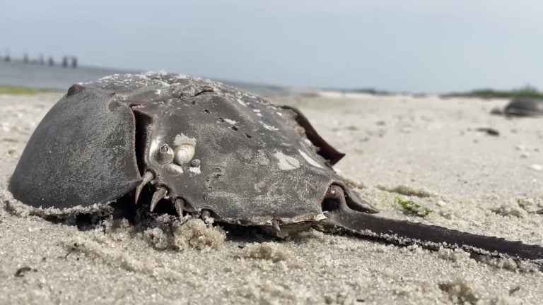 Low dramatic angle with barnacles visible, strong beach horizon