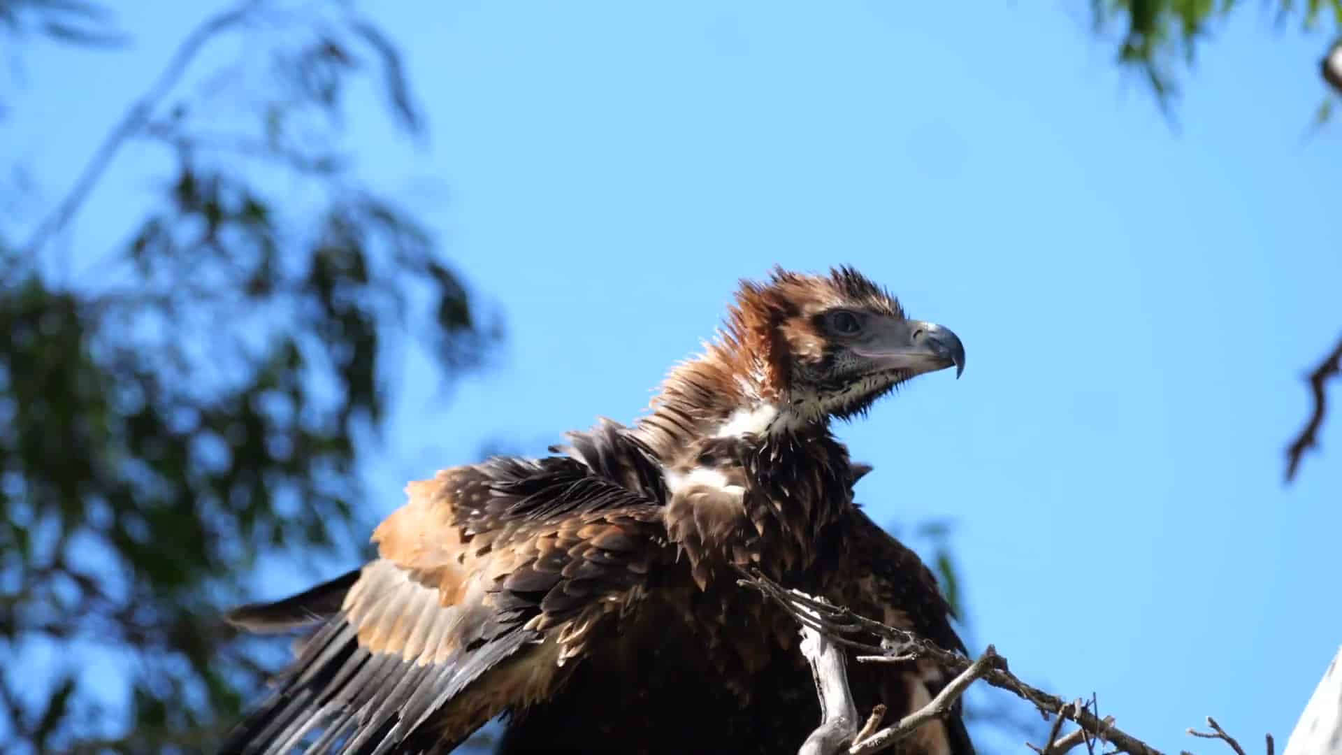 Young eagle close-up against clear blue sky