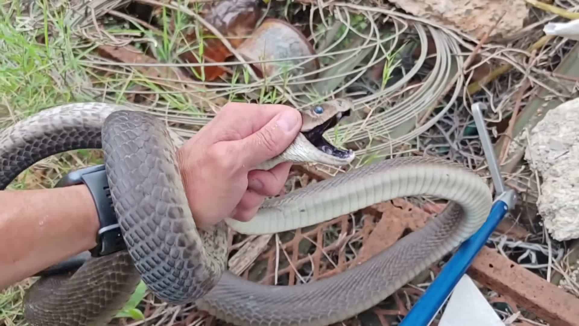 Open-mouthed blue-eyed snake with full body visible - top candidate