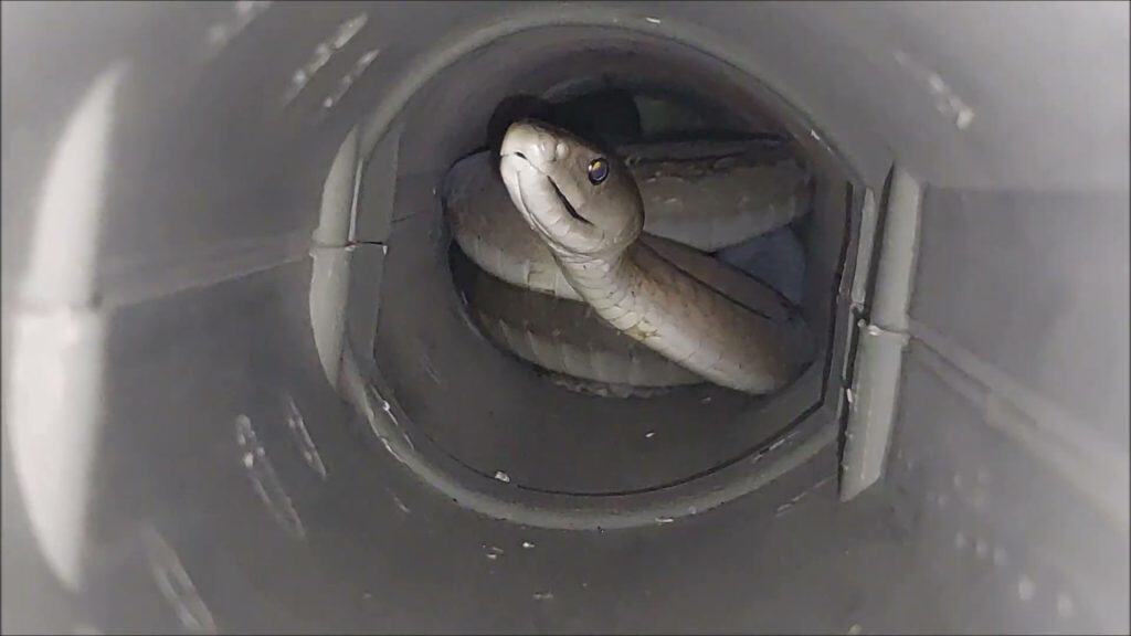 How Fast Are Black Mambas? Discover Their Top Striking and Slithering ...