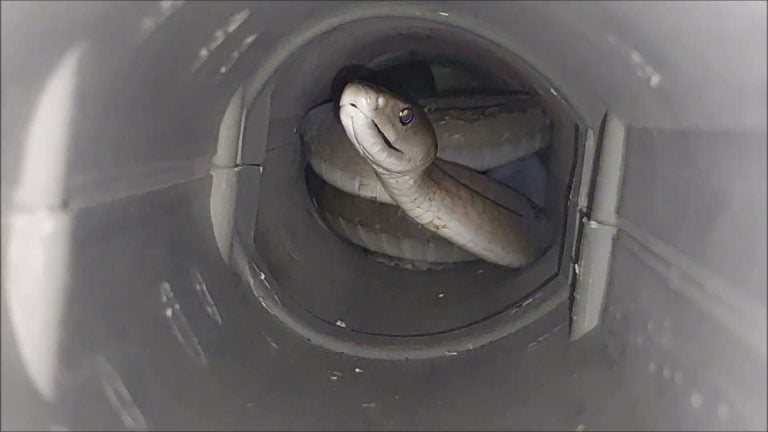 Clear close-up of mamba face in tube, compelling gaze and strong subject presence