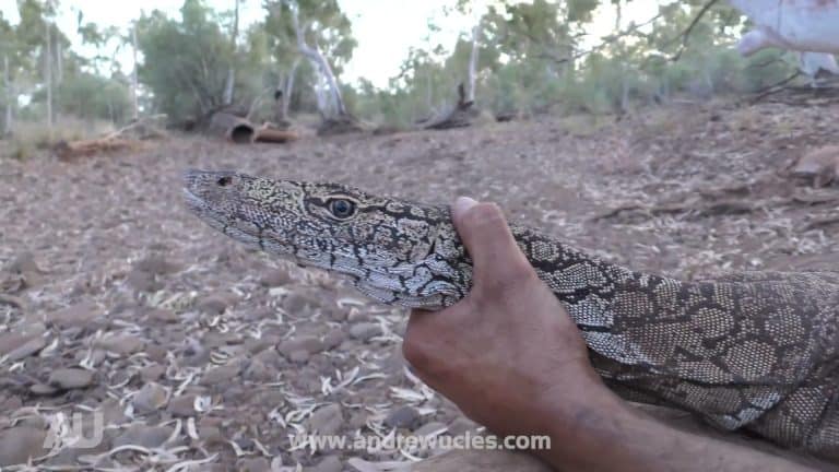Stunning close-up of monitor lizard head in hand