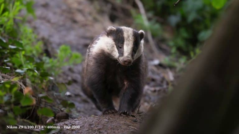 Badger walking toward camera, bold and sharp