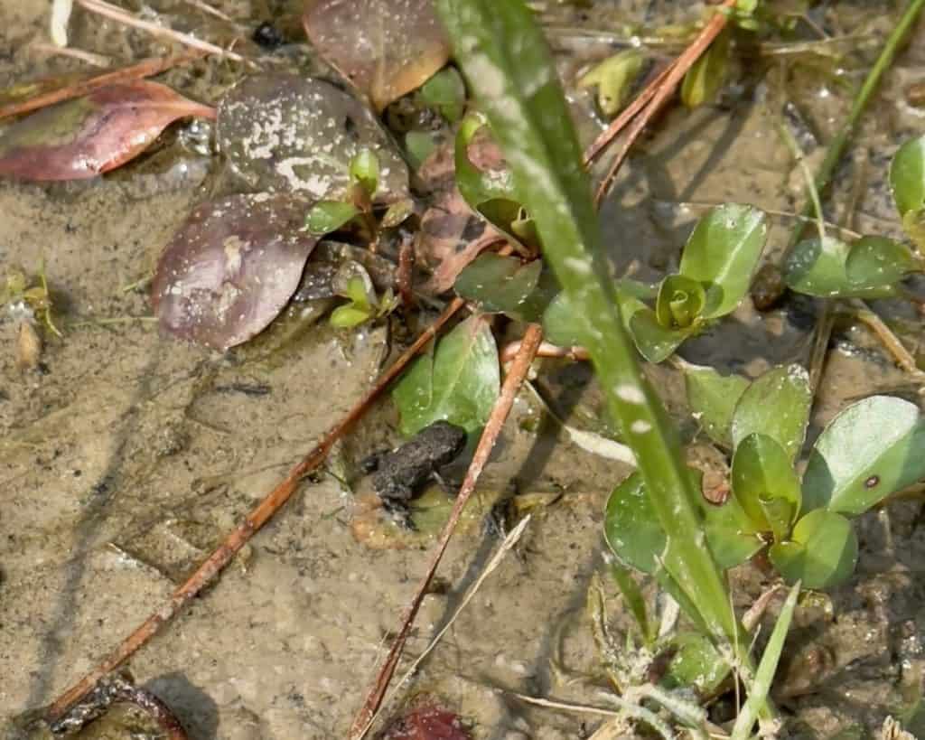 pond muck with some brown leaves and living green leaves and a tiny, dark frog toad sitting in the middle