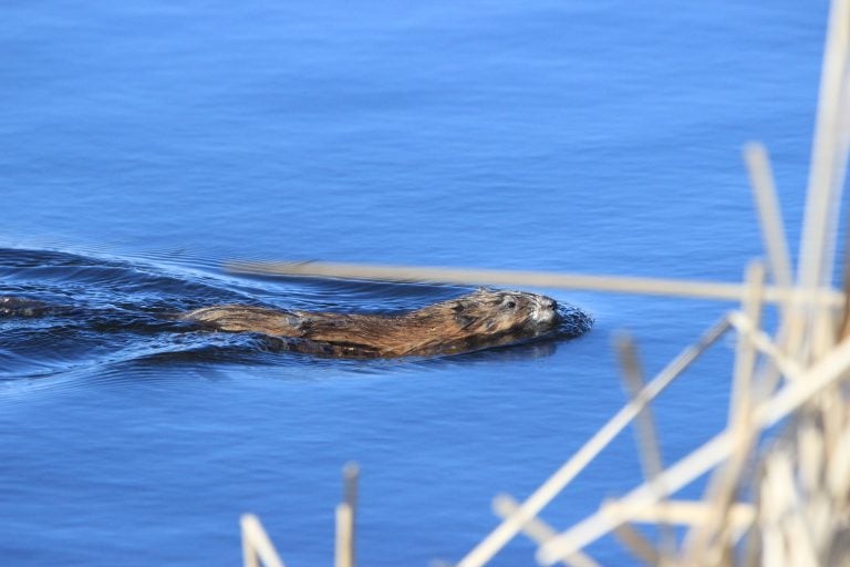 Muskrat