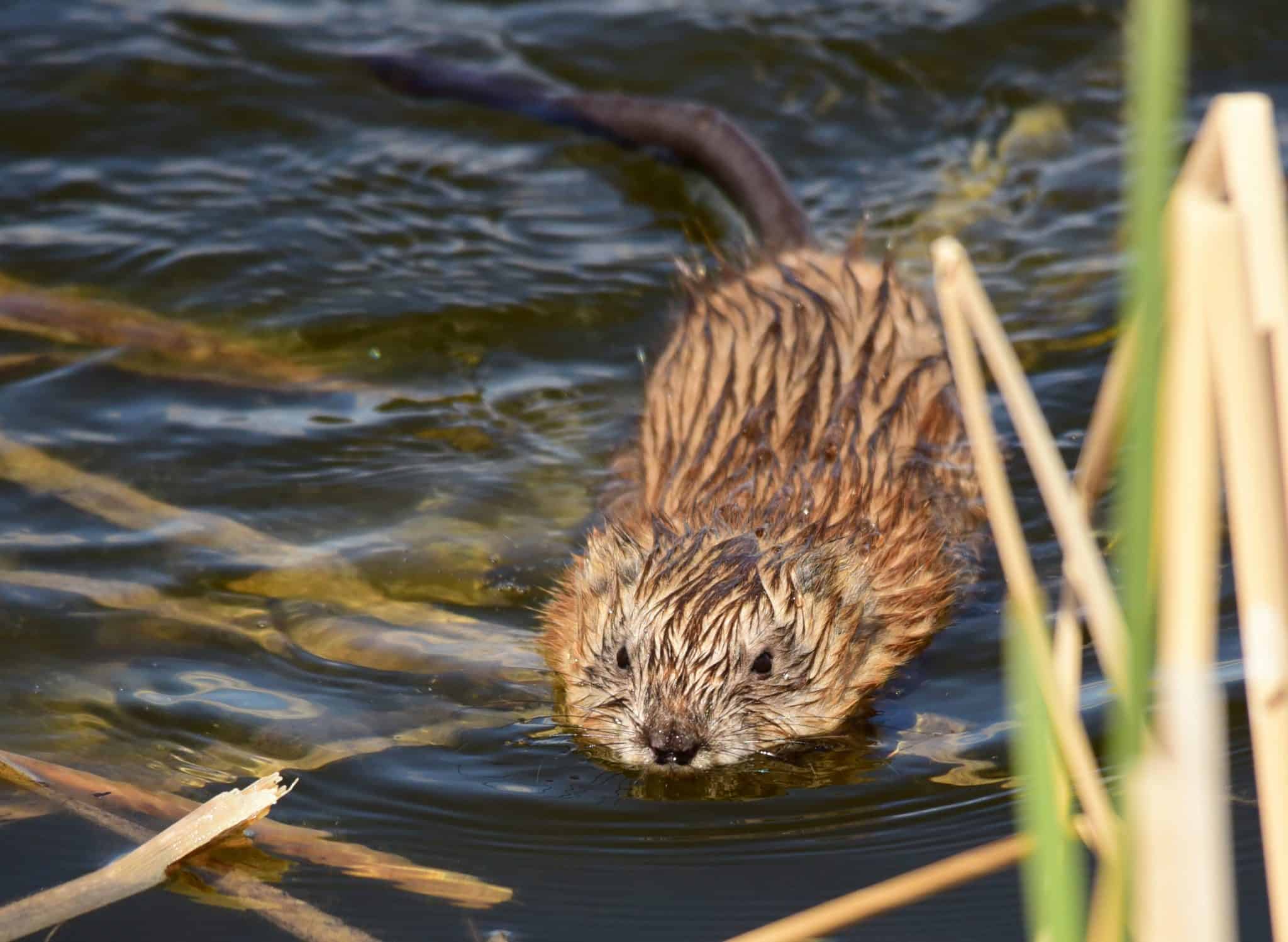 Muskrat Animal Pictures | A-Z Animals